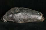 Fossil Sperm Whale Tooth - South Carolina #11980-1